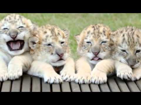 Ett lejonet och en tigern har fått ungar. De liknar inget vi sett tidigare!