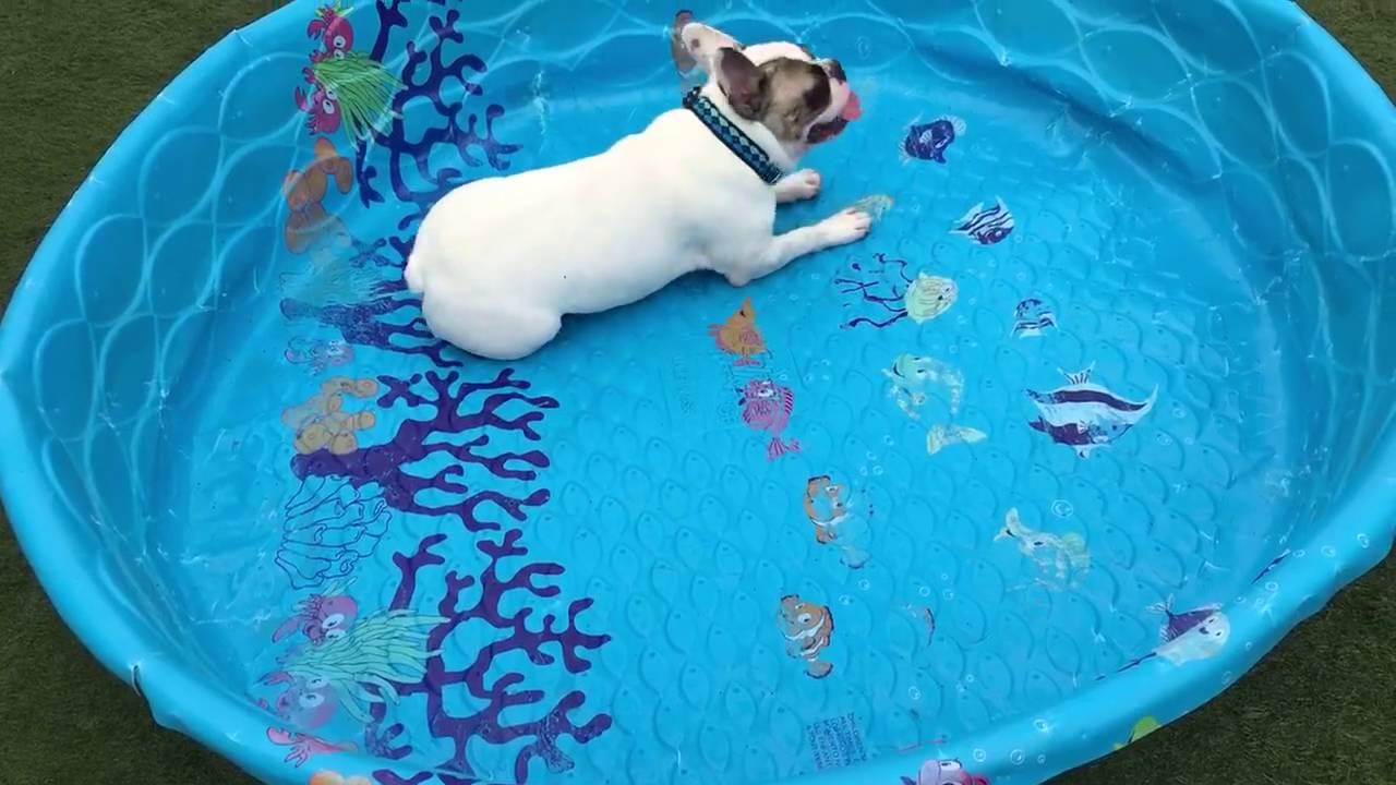 En fransk bulldogg upptäcker att poolen är tom, se vad som händer då!