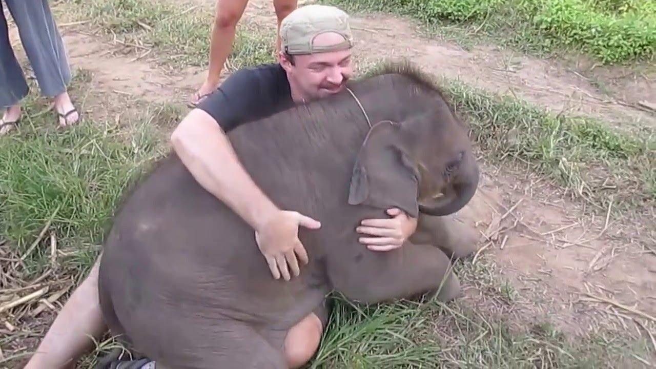 En lekfull elefant rullar runt och försöker gosa med en besökare!