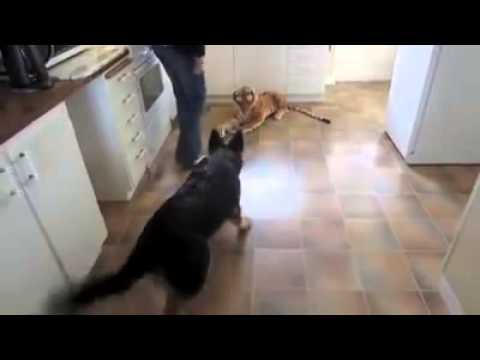 De placerar en låtsastiger i köket. Hundens reaktion är hysteriskt rolig!