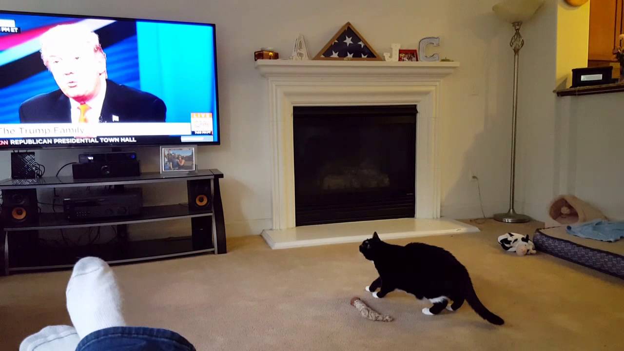Kolla in kattens reaktion när han ser Donald Trump på tv