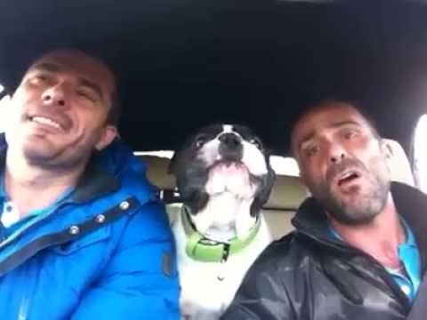 Två killar sjunger sin favoritlåt i bilen. Vad hunden gör då fick oss att gapskratta!