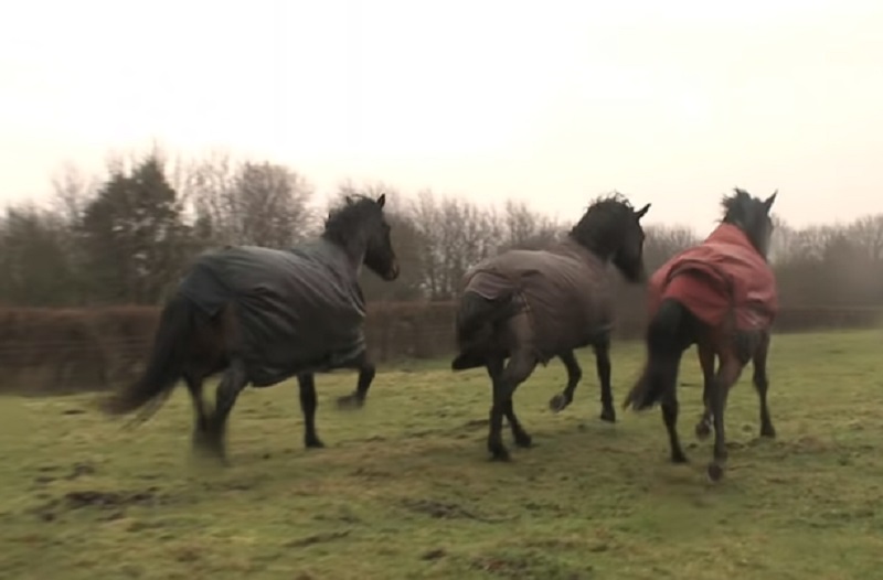 Hästarna har inte setts på över 10 år. Kolla in vad som hände när de återförenas!