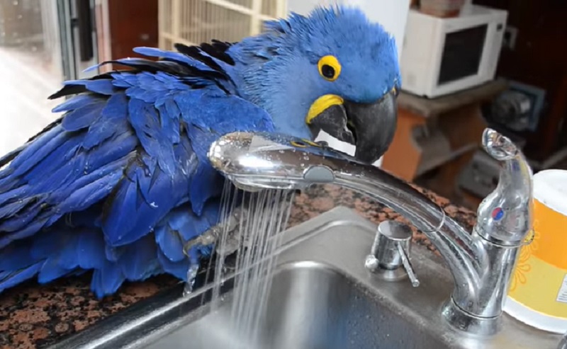 Papegojan älskar att duscha, men hon har en väldigt bestämd åsikt om