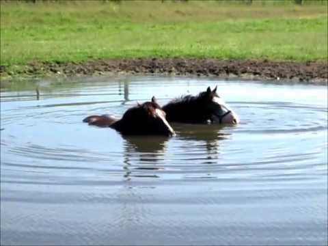 Hästarna Svalkar Sig I Vattnet. Plötsligt Får De En Idé. Kolla In Detta!