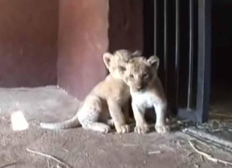 Lejonhonan har precis fött. Men när djurskötaren närmar sig henne gör hon detta!