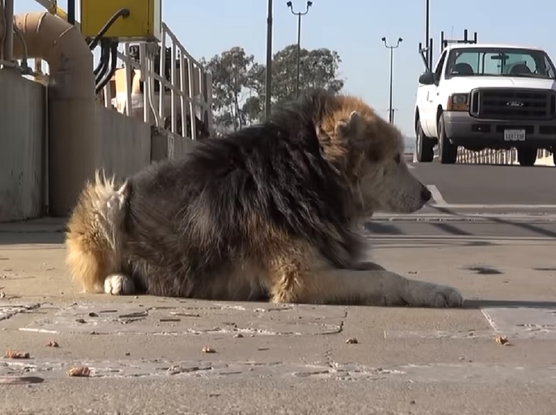 Hunden levde hemlös på gatan. Se vad som händer när den blir räddad!